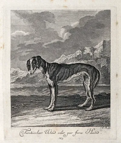 A Turkish greyhound standing in front of an exotic landscape with palm trees
