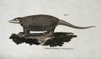 A twelve banded armadillo