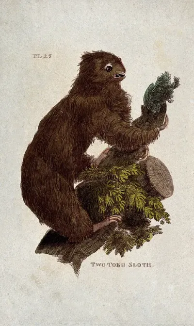 A two toed sloth climbing a tree