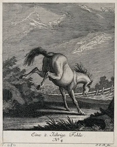 A two-year old filly baulking in the paddock