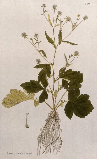 A type of aven (Geum album): entire flowering and fruiting plant with separate fruit
