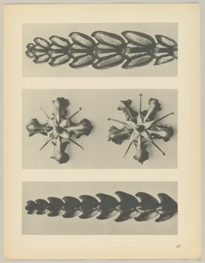 a u. c Thujopsis dolabrata; b Ruta graveolens