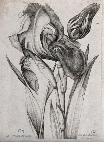 A variegated tulip (Tulipa species) and blue flag iris (Iris versicolor): flowering stems