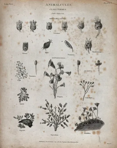 A variety of animalcules, including opercularias, nebuliferas and digitalis