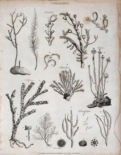 A variety of corallines, including tubular and celliferous corallines