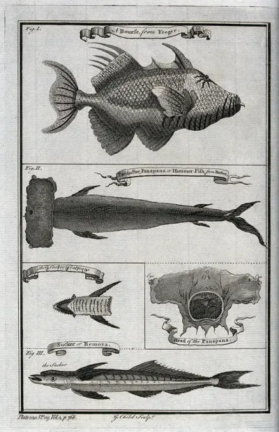 A variety of fish, including the hammer fish, a sucker flat ray and a sucker fish