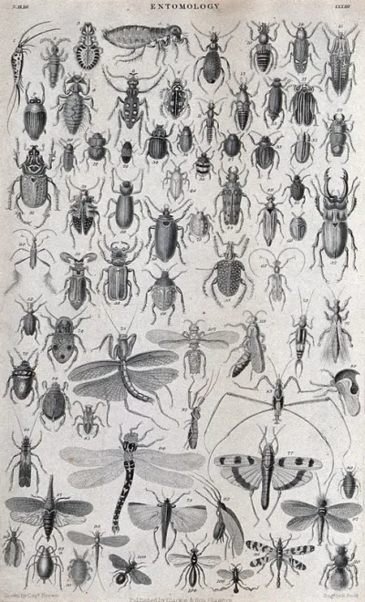 A variety of insect life including beetles, wasps and dragonflies