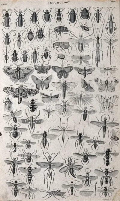 A variety of insects including beetles, moths, wasps and flies