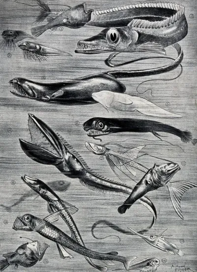 A variety of sea-fish