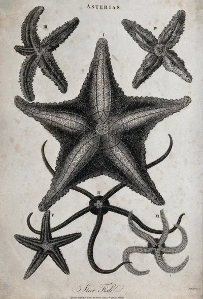 A variety of star fish