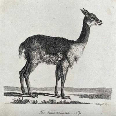 A vicunna. Etching by P. Mazell