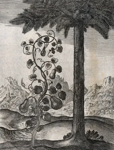 A vine bearing four pear-shaped gourds and a date palm; illustration of a fable by Aesop