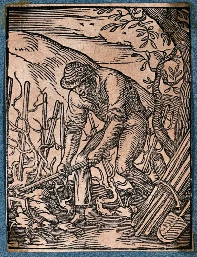 A vineyard worker hoeing the ground in preparation for planting vines