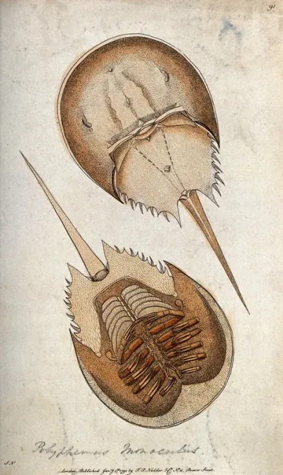 A violet crab: ventral and dorsal aspect