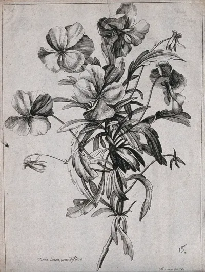 A violet (Viola lutea): flowering stem