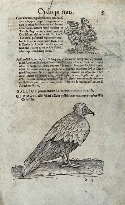 A vulture. Woodcut after C. Gessner
