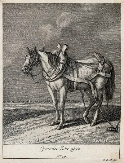 A wagon horse with blinkers, yoke and girth standing in a field with its girth tied to the ground