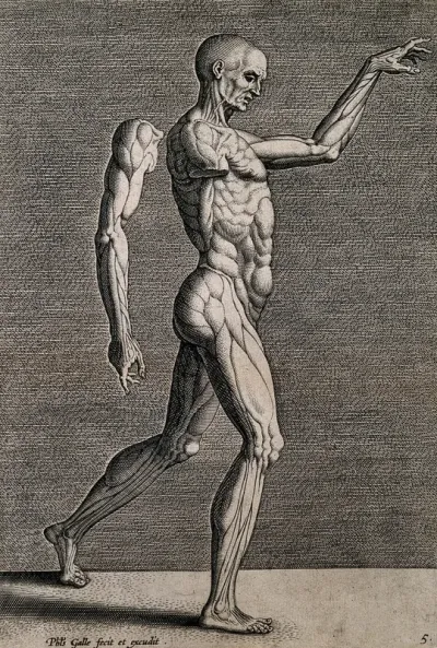 A walking écorché in right profile with his right arm detached and suspended behind him