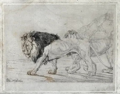 A walking lion and lioness