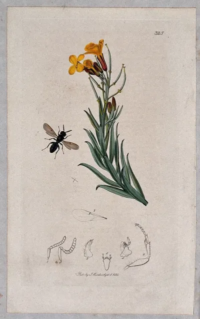 A wallflower (Cheiranthus cheiri) with an associated insect and its anatomical segments