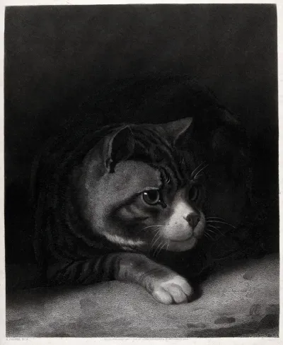 A watchful cat peering from the shadows