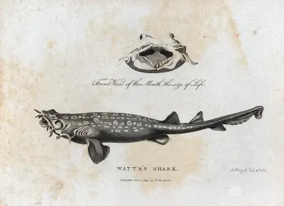 A Watts shark and a front view of its mouth