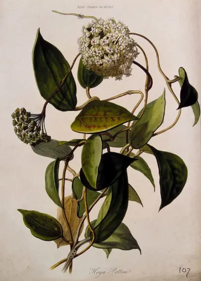 A wax flower (Hoya pottsii): flowering and fruiting stem