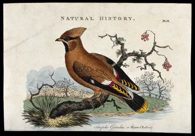 A waxwing (Ampelis garrulus)