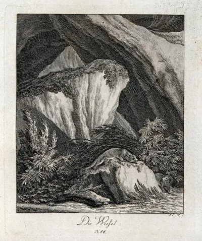 A weasel resting on a rock in a mountainous landscape