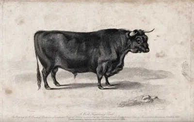 A West Highland bull