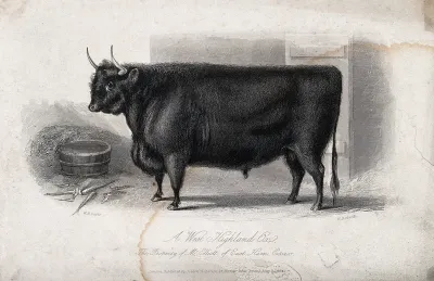 A West Highland ox