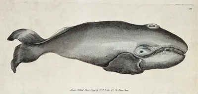 A whale. Coloured etching