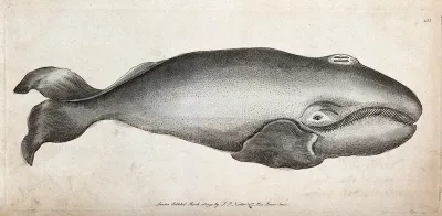 A whale. Engraving, ca 1793