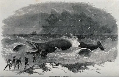 A whale stranded on the coast at Winterton-on-Sea, Norfolk; five men in the foreground, ship in the background