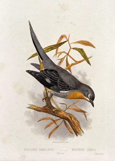 A whiskered fantail bird (Ptilogonys armillatus)