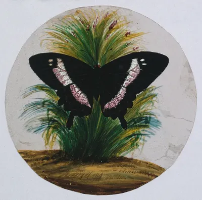 A white admiral (?) butterfly