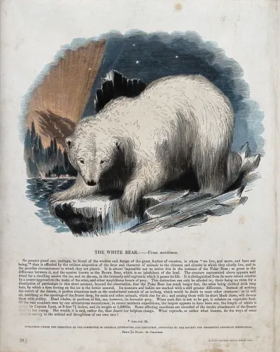 A white bear (Polar bear) standing on an ice floe