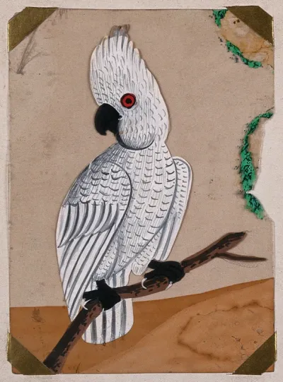 A white cockatoo