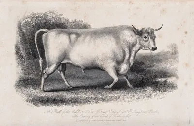 A White Forest bull