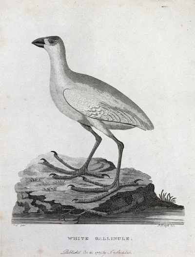 A white gallinule standing on a rock in a river.Etching by P