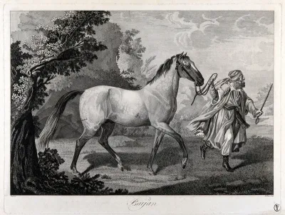 A white horse led by a man in Arab costume, in a landscape