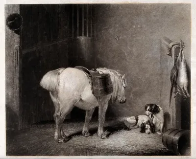 A white pony in a stable
