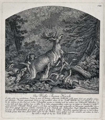 A white stag brought down by a pack of dogs