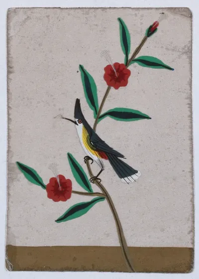 A white, yellow and grey bird perched on a flower stem