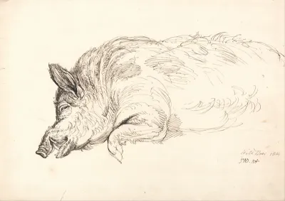 A Wild Boar, Asleep or Dead