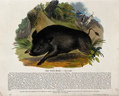 A wild boar being hunted by a huntsman and two dogs
