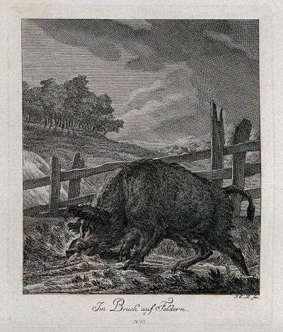 A wild boar in an enclosure in the marsh