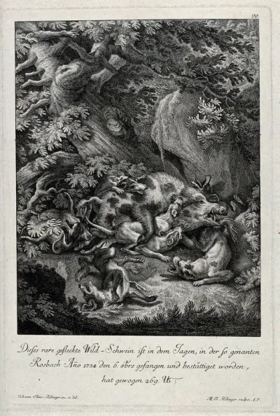 A wild boar is attacked by seven dogs during a hunt