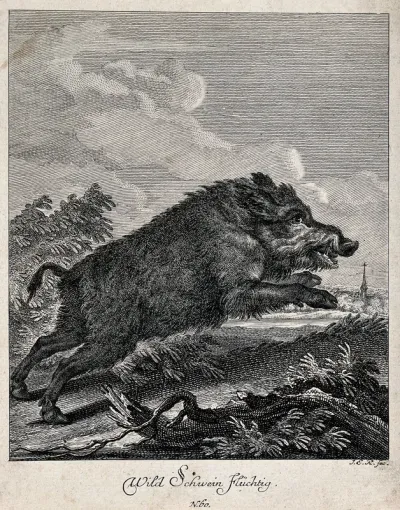 A wild boar on the run