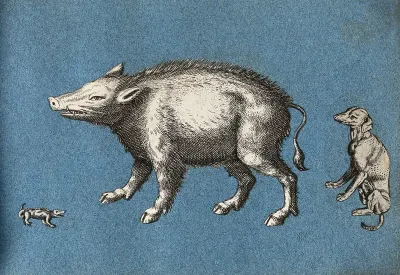 A wild boar or warthog, a lizard and a dog